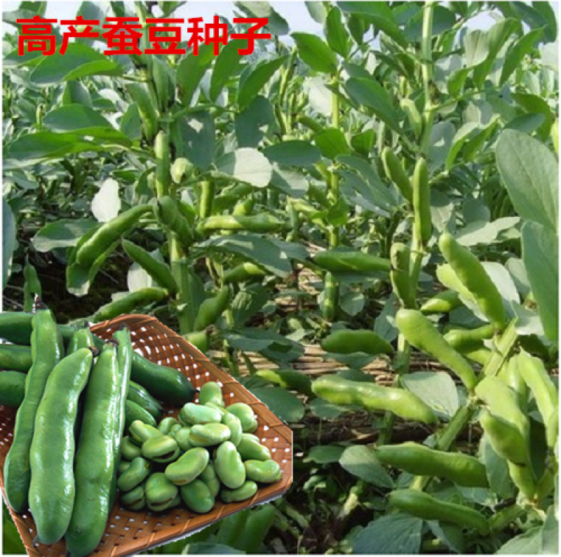 精选早熟蚕豆种子营养价值高地栽蔬菜种子秋季种植