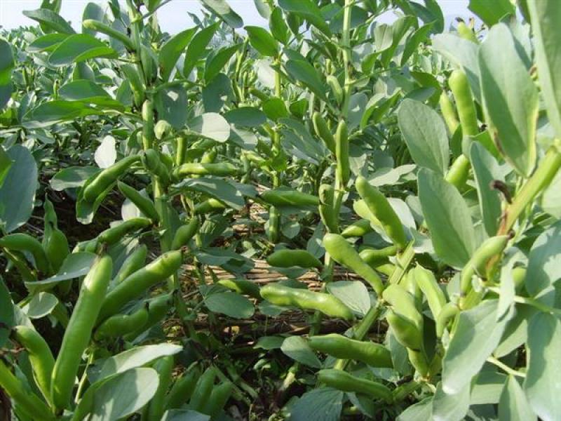 精选早熟蚕豆种子营养价值高地栽蔬菜种子秋季种植
