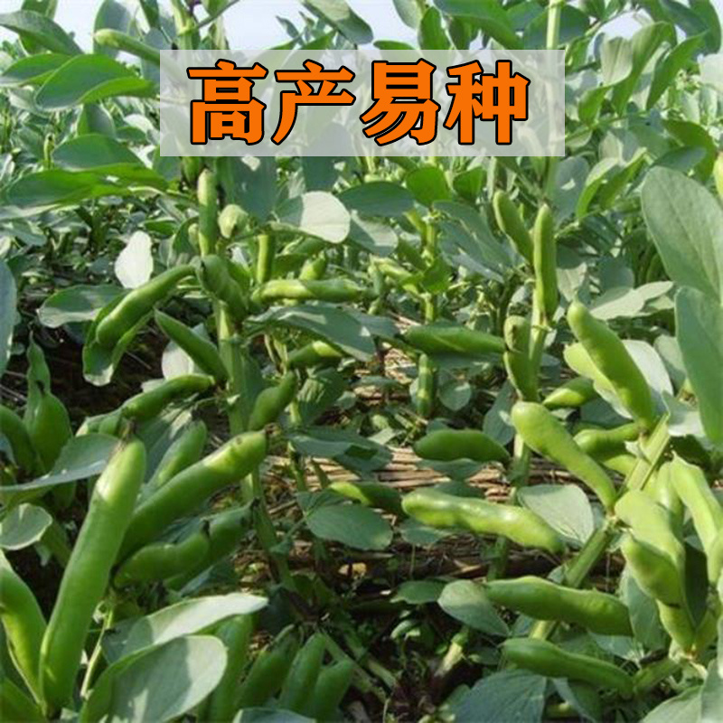 精选早熟蚕豆种子营养价值高地栽蔬菜种子秋季种植