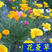花菱草种子多年生宿根花卉种子混色景观庭院花海种植