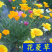 花菱草种子多年生宿根花卉种子混色景观庭院花海种植
