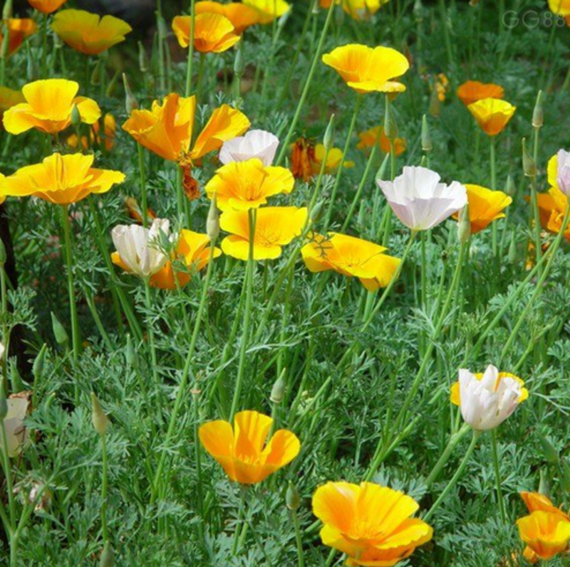 花菱草种子多年生宿根花卉种子混色景观庭院花海种植