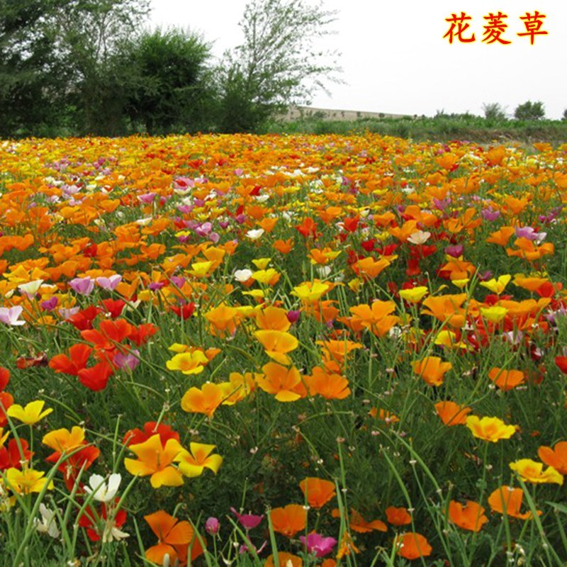 花菱草种子多年生宿根花卉种子混色景观庭院花海种植