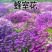 蜂室花种子蜂室花草四季可播易种室内阳台盆栽花卉植物简