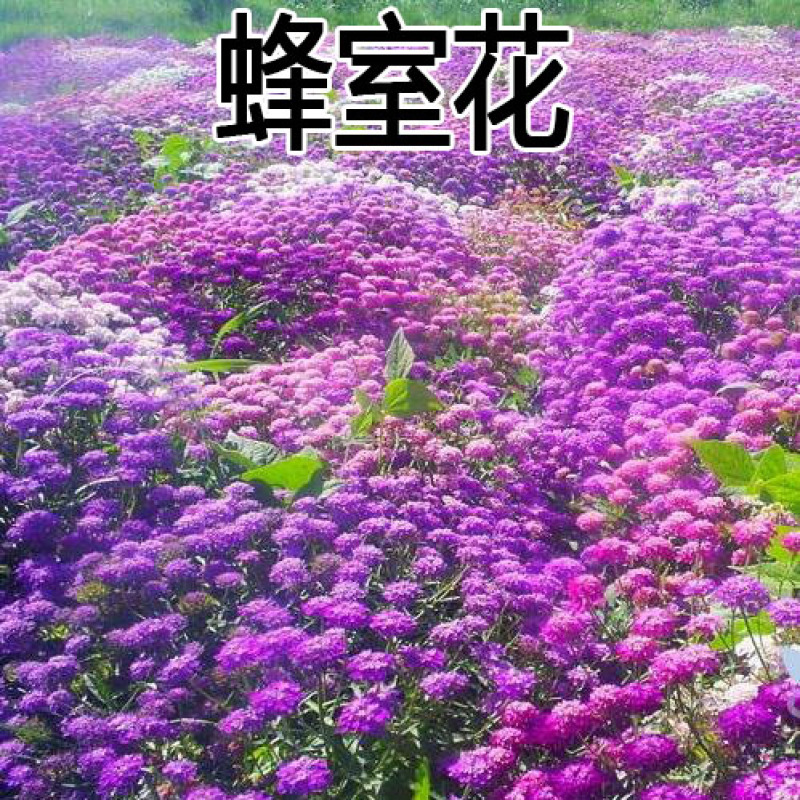 蜂室花种子蜂室花草四季可播易种室内阳台盆栽花卉植物简