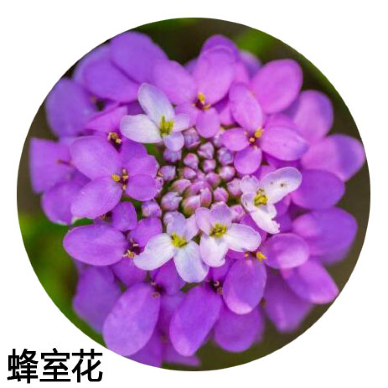 蜂室花种子蜂室花草四季可播易种室内阳台盆栽花卉植物简