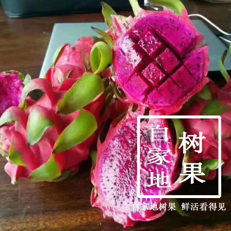 越南红心火龙果原产地直供支持一件代发