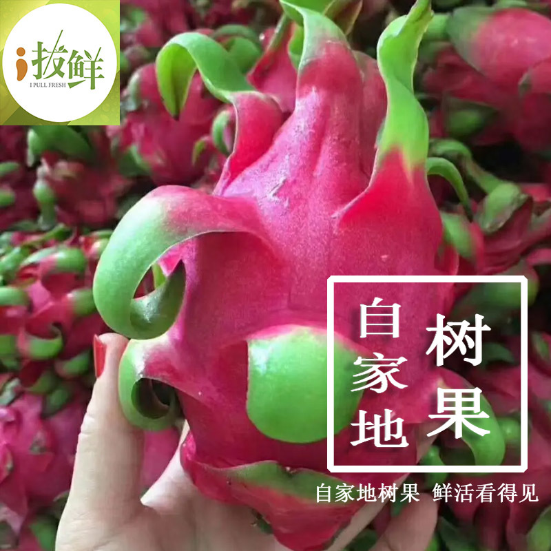 越南红心火龙果原产地直供支持一件代发