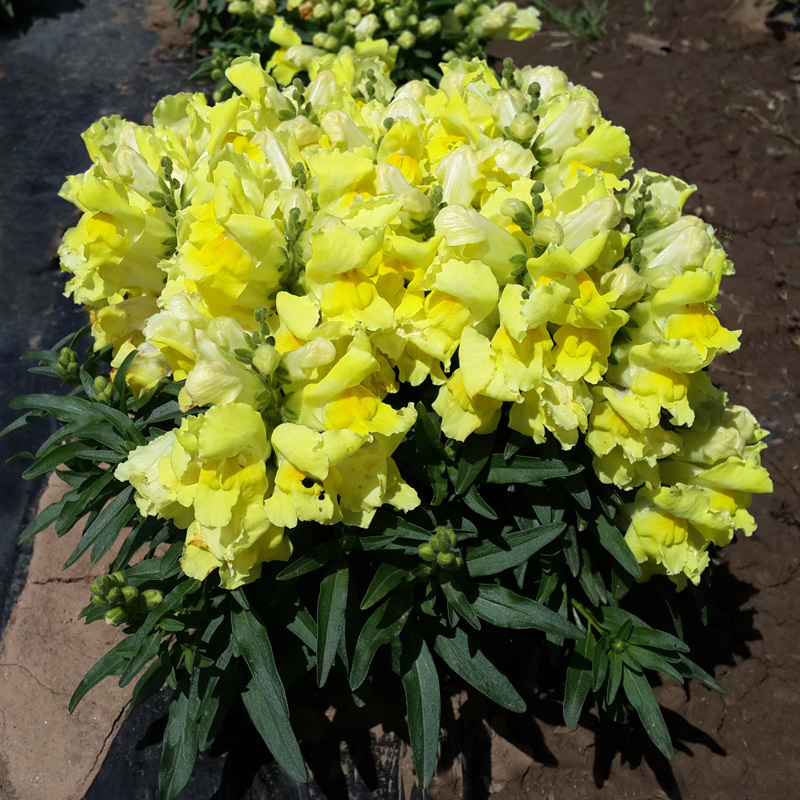 多年生耐寒花卉种子柳穿鱼种子庭院花海盆载阳台花色艳丽
