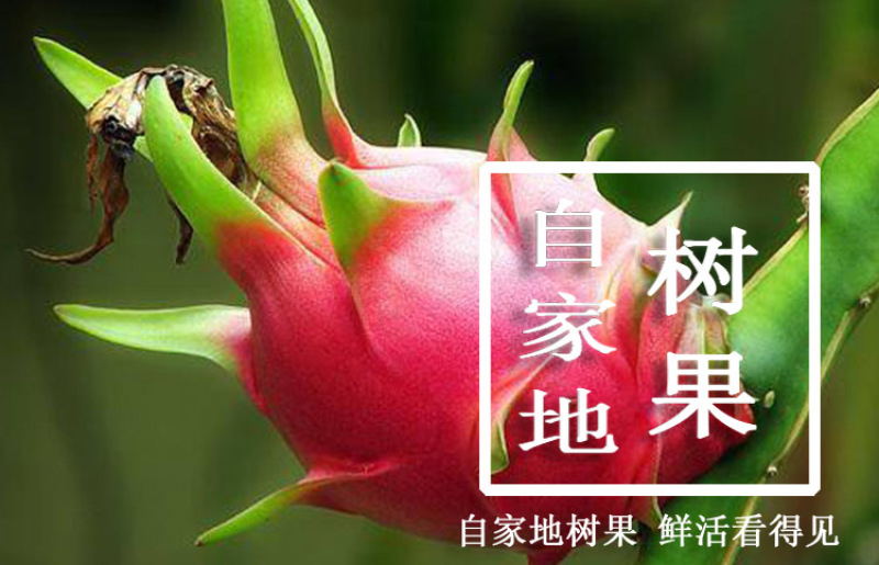 越南红心火龙果原产地直供支持一件代发