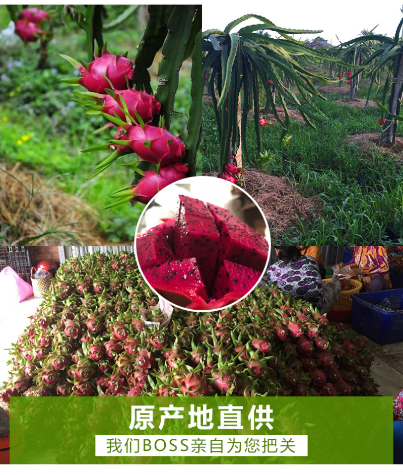 越南红心火龙果原产地直供支持一件代发