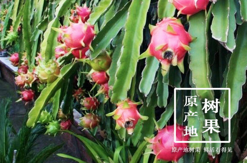 越南红心火龙果原产地直供支持一件代发