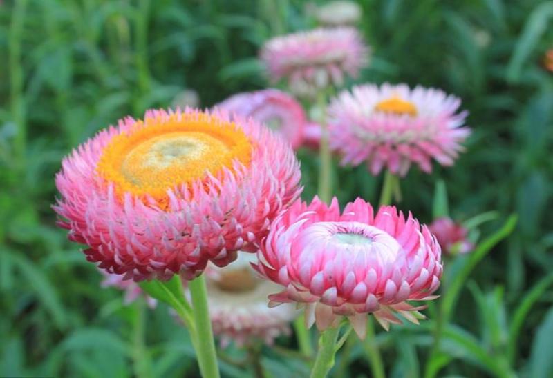 麦秆菊种子腊菊干花菊景观绿化盆栽花卉阳台园艺切花观花种籽