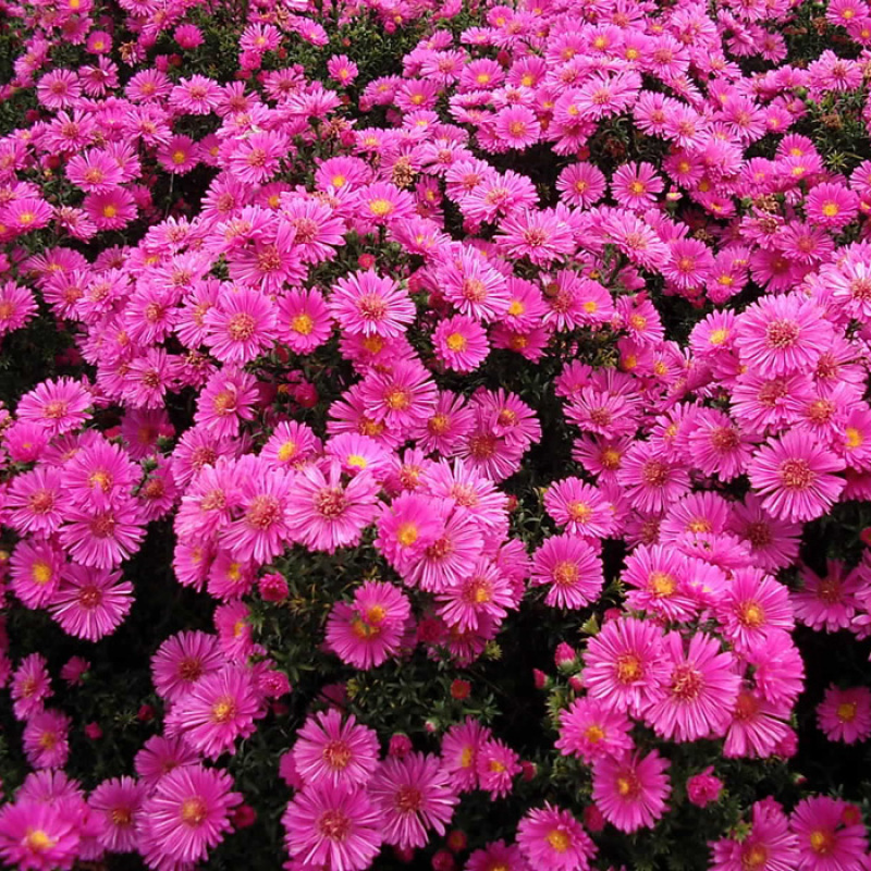 荷兰菊种子宿根多年生花卉种子耐干旱耐寒可做地被景观绿化