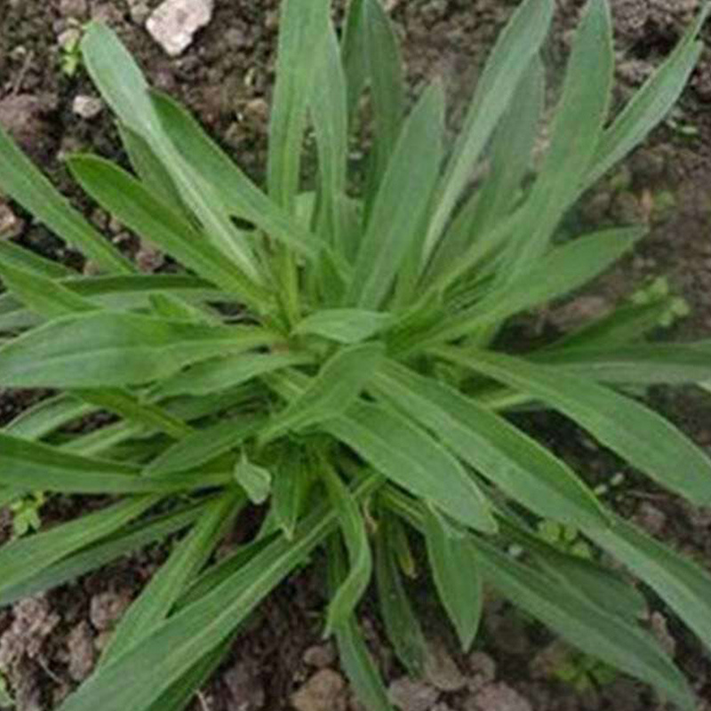 面条菜种籽野菜种子，农家蔬菜种子，批发零售量大优惠