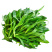 面条菜种籽野菜种子，农家蔬菜种子，批发零售量大优惠