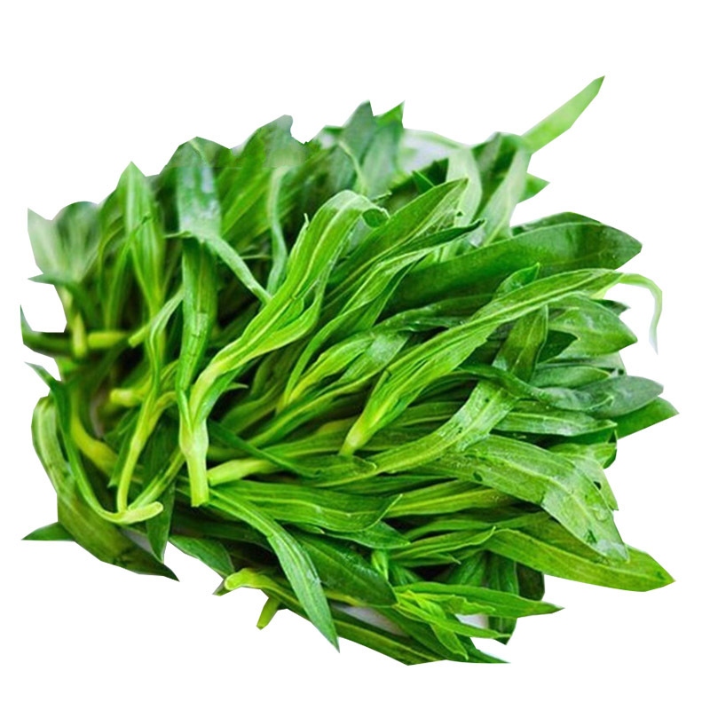 面条菜种籽野菜种子，农家蔬菜种子，批发零售量大优惠