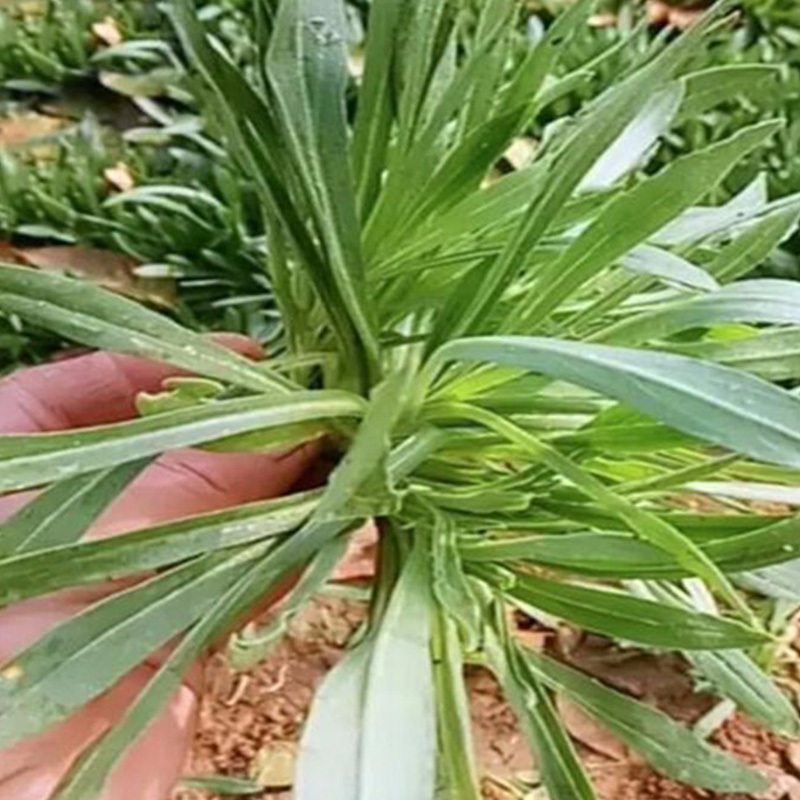 面条菜种籽野菜种子，农家蔬菜种子，批发零售量大优惠