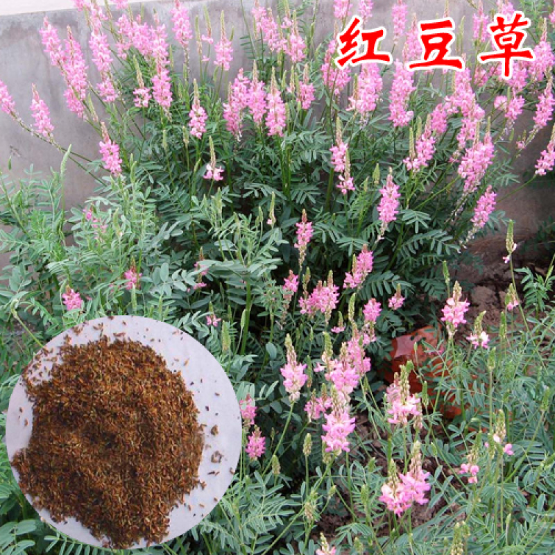 红豆草种子护坡草种耐寒耐旱盐碱草籽牧草观赏保土绿肥兼用型