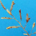 碱茅草种子耐旱耐盐碱草子抗风沙抗寒护坡牧草种子