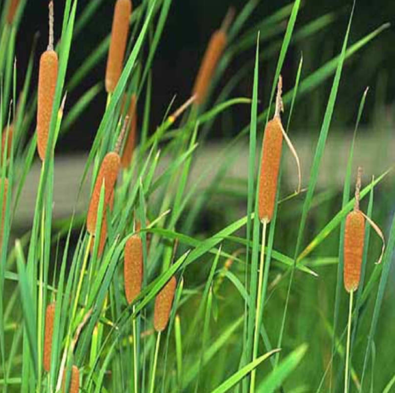 香蒲种子多年生落叶宿根水生植物东方香蒲草蒲黄种子