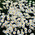 大滨菊种子多年生宿根花卉种子景观绿化耐寒庭院观花种子