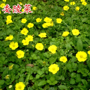 委陵菜种子白头翁蛤蟆草种子庭院多年生景观地被植物耐寒耐