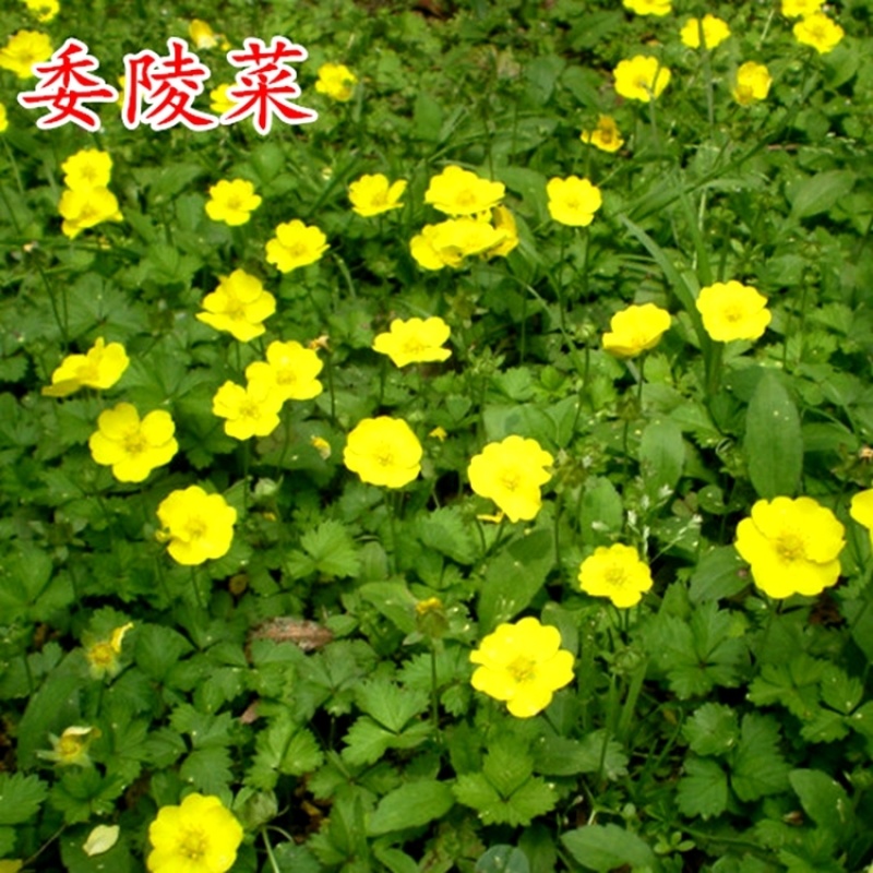 委陵菜种子白头翁蛤蟆草种子庭院多年生景观地被植物耐寒耐