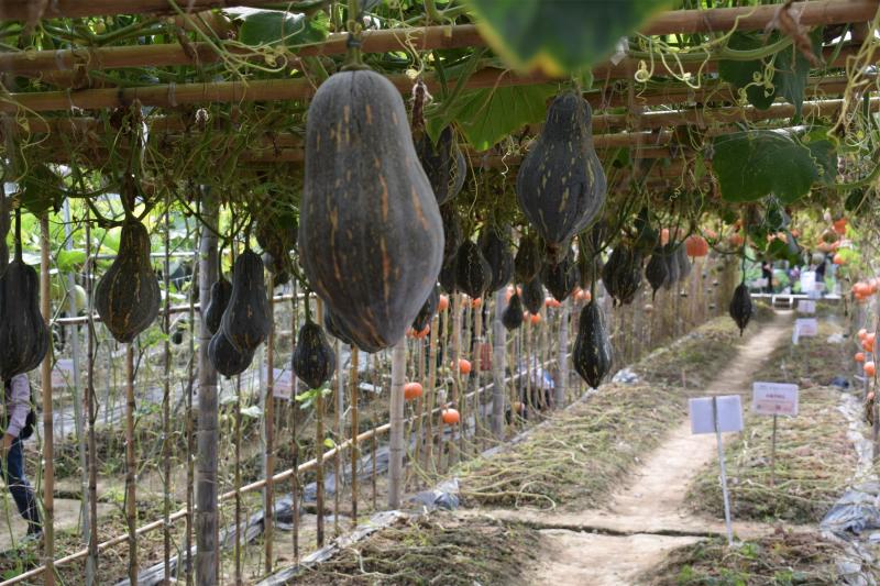 香芋南瓜种子产量高10克100粒种子厂家常年供应