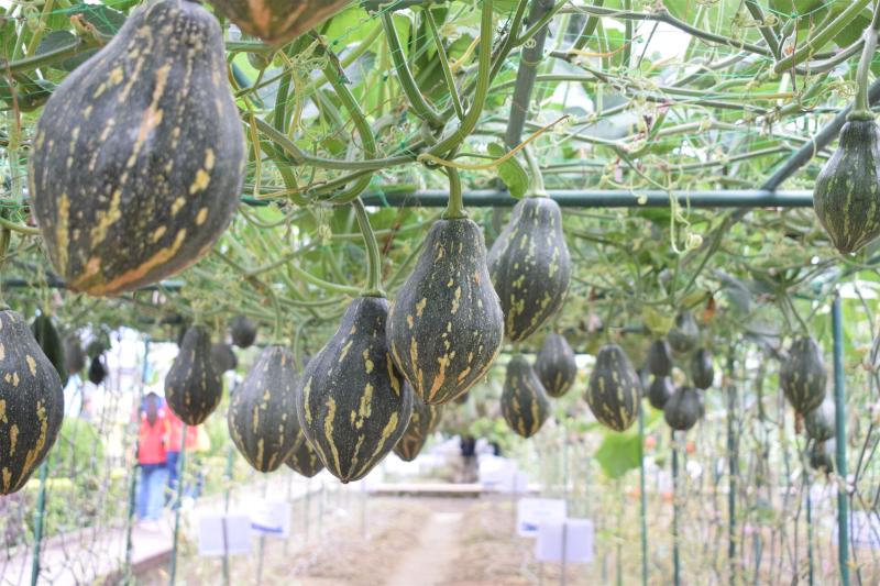 香芋南瓜种子产量高10克100粒种子厂家常年供应