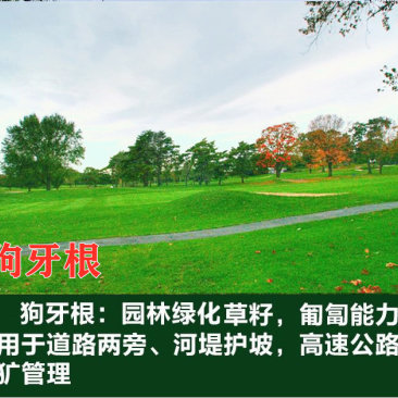 狗牙根种子进口草坪种子易活耐热耐旱护坡庭院绿化免修剪草皮