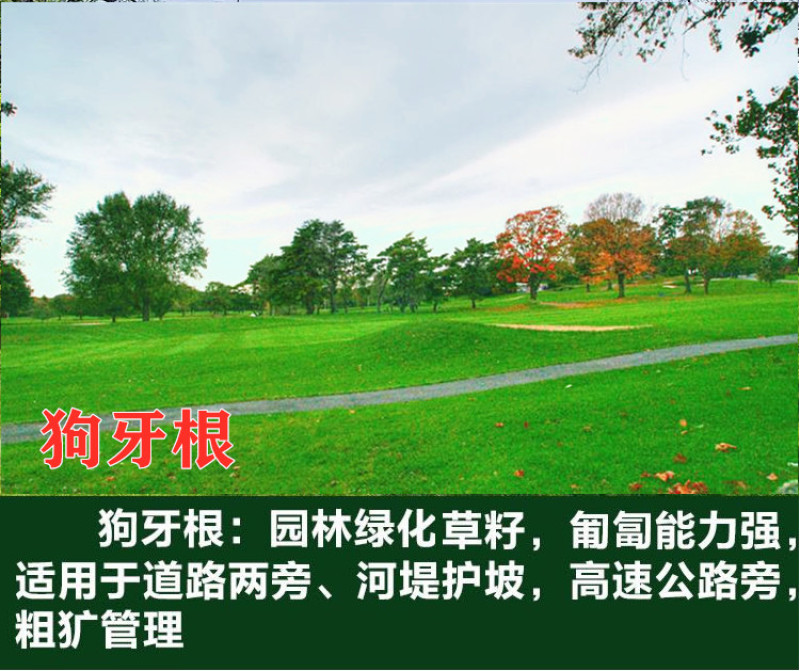 狗牙根种子进口草坪种子易活耐热耐旱护坡庭院绿化免修剪草皮