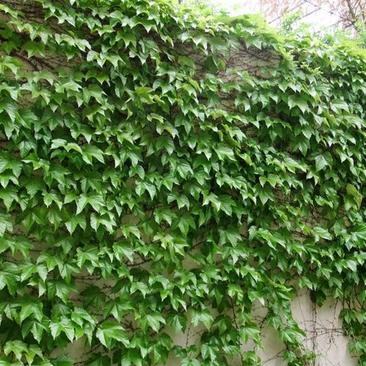 爬山虎种子爬藤植物四季常青墙壁室外景观绿化量大优惠