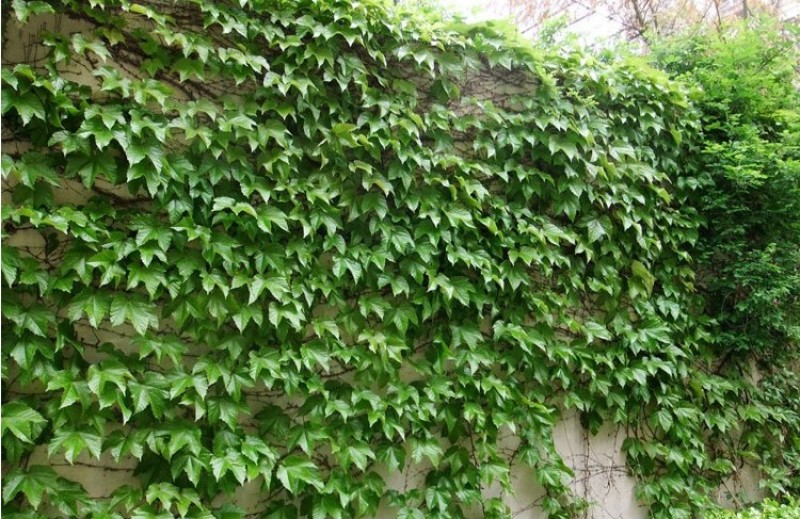 爬山虎种子爬藤植物四季常青墙壁室外景观绿化量大优惠