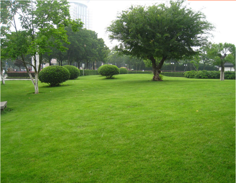 剪股颖种子高档草坪种子免修剪应用高尔夫球场别墅庭院绿化