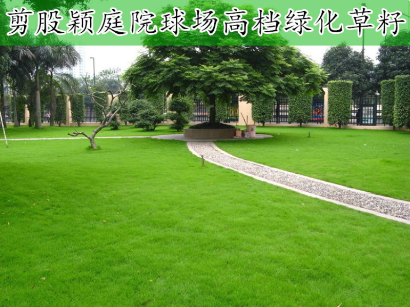 剪股颖种子高档草坪种子免修剪应用高尔夫球场别墅庭院绿化