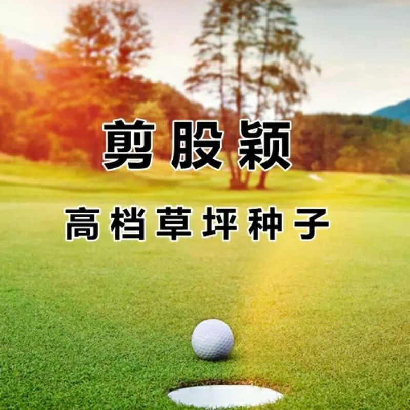 剪股颖种子高档草坪种子免修剪应用高尔夫球场别墅庭院绿化