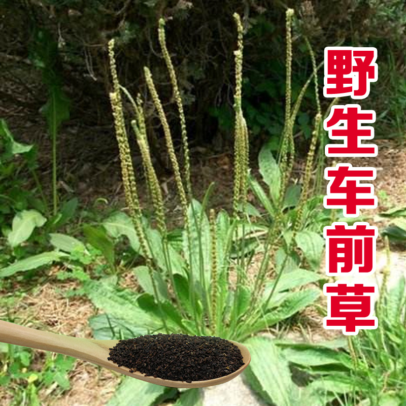 车前草种子野生车前子种子，亩用量2斤，量大详谈