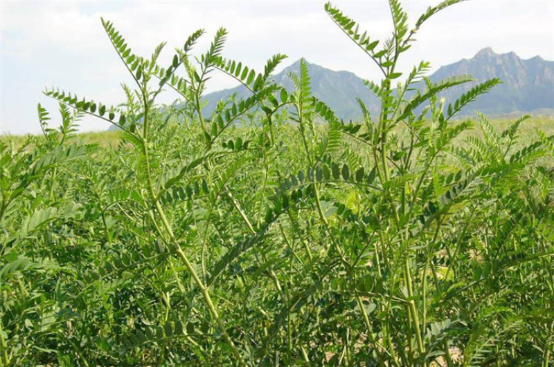沙打旺种子多年生牧草种子绿肥草种护坡草耐寒耐旱耐盐碱