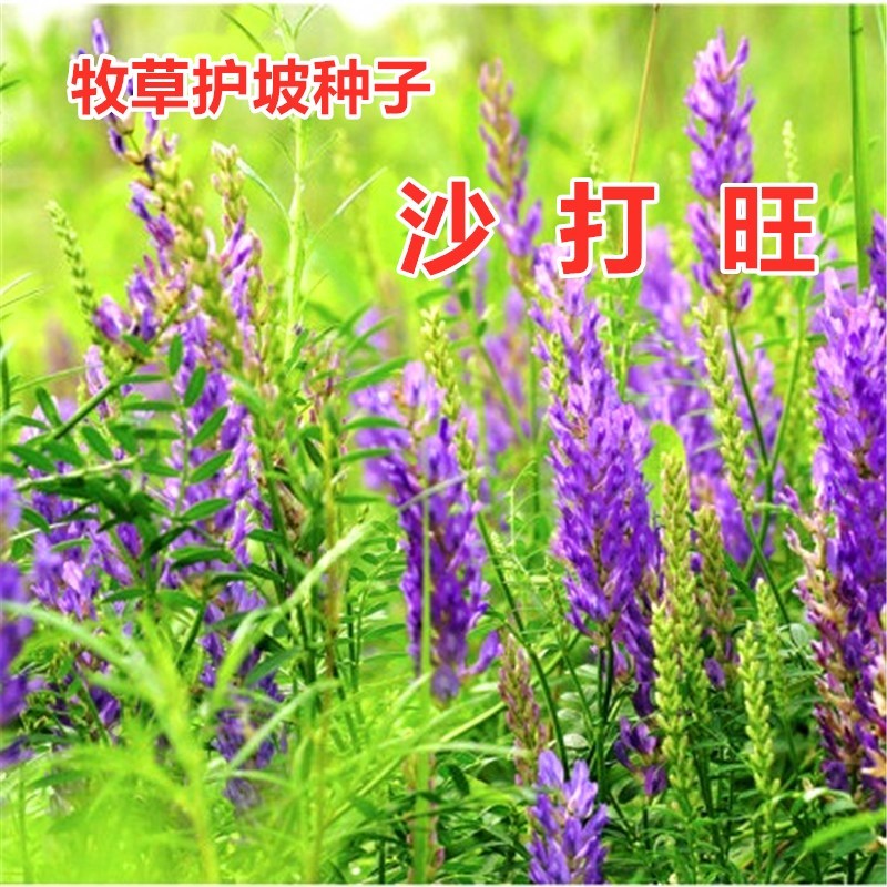 沙打旺种子多年生牧草种子绿肥草种护坡草耐寒耐旱耐盐碱