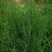 无芒雀麦种子多年生牧草种子护坡绿化耐牧好耐寒性好适应强