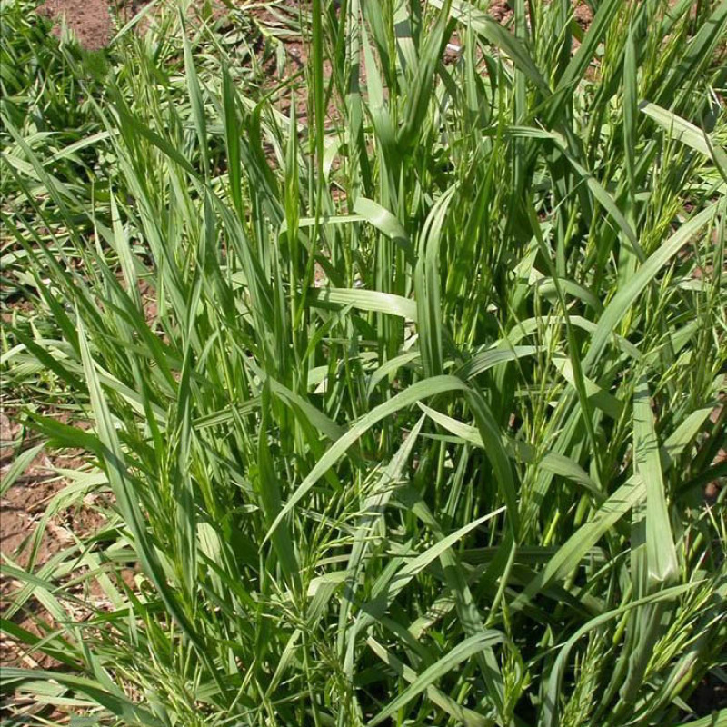 无芒雀麦种子多年生牧草种子护坡绿化耐牧好耐寒性好适应强