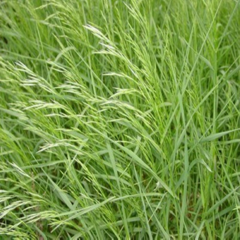 无芒雀麦种子多年生牧草种子护坡绿化耐牧好耐寒性好适应强