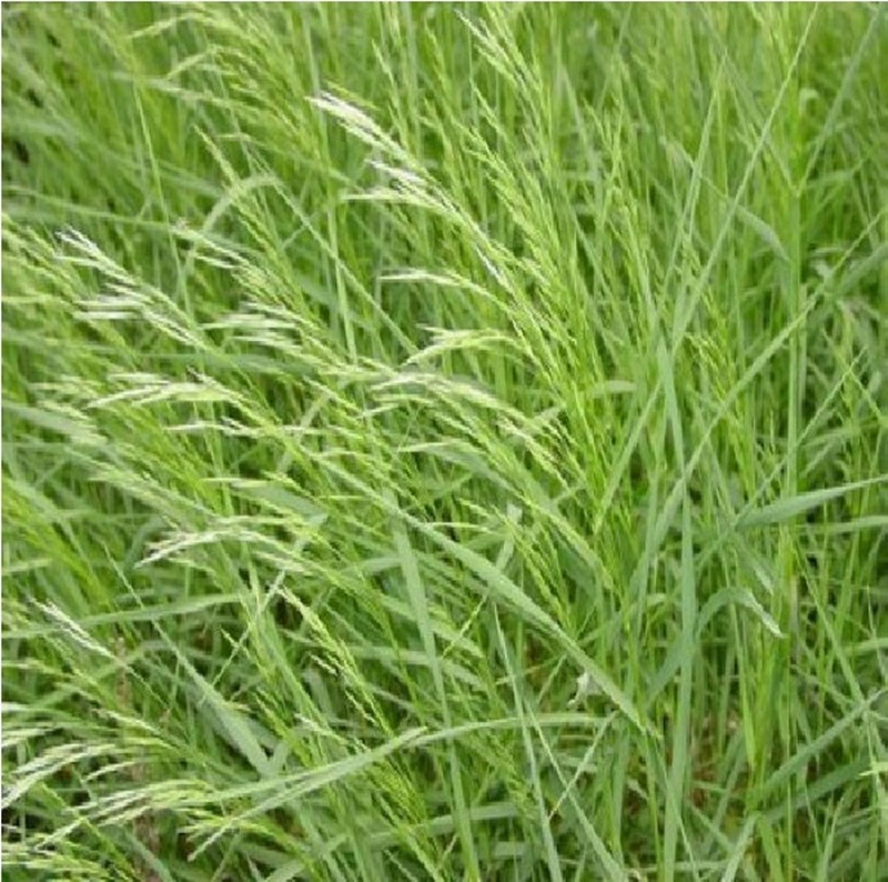 无芒雀麦种子多年生牧草种子护坡绿化耐牧好耐寒性好适应强