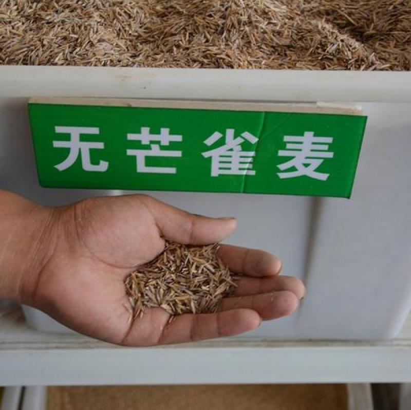 无芒雀麦种子多年生牧草种子护坡绿化耐牧好耐寒性好适应强