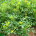 草木樨种子黄花苜蓿种子绿肥牧草种子蜜源植物量大优惠