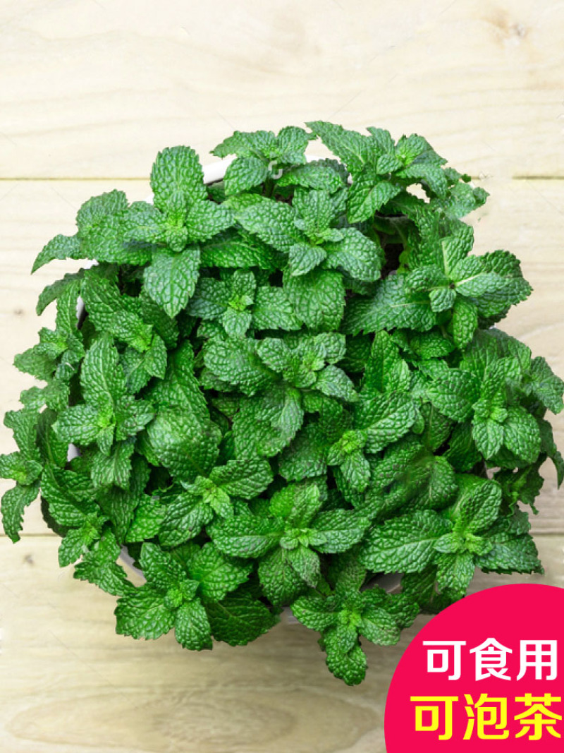 食用薄荷种子荆芥薄荷留兰香猫，薄荷驱蚊草植物阳台盆栽草