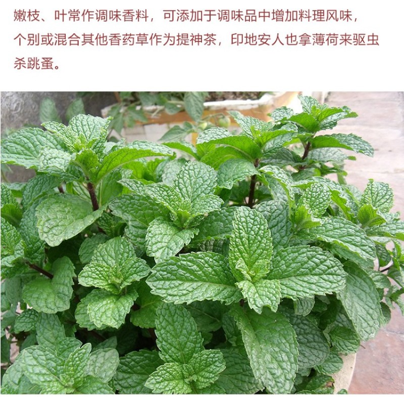 食用薄荷种子荆芥薄荷留兰香猫，薄荷驱蚊草植物阳台盆栽草