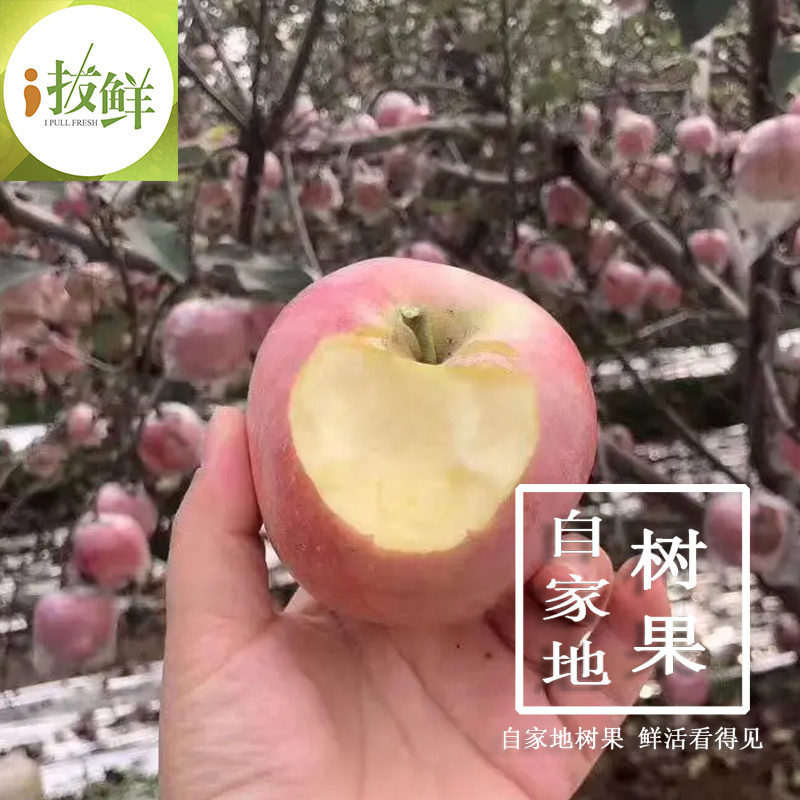 陕西礼泉红富士苹果春节不打烊现摘直发原产地直供