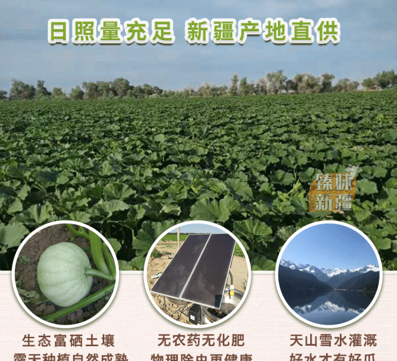 新疆板栗南瓜栗香南瓜净重超5斤装新鲜南瓜蔬菜宝宝辅食